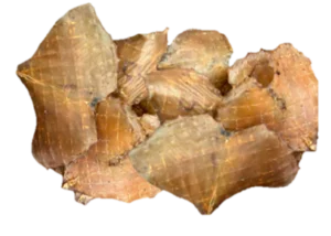 Petgadas