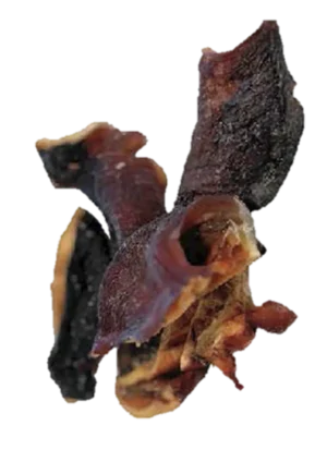 Petgadas
